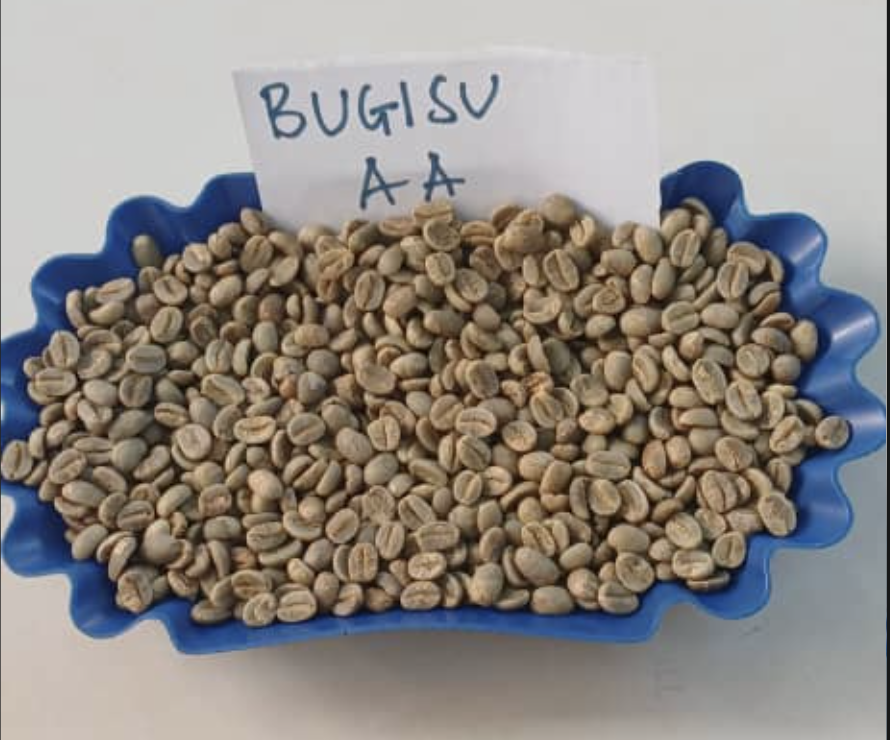 Washed Uganda Arabica Bugisu AA