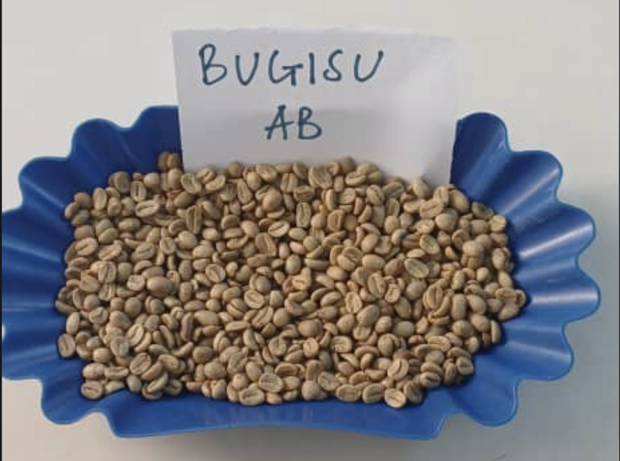Washed Uganda Arabica Bugisu AB