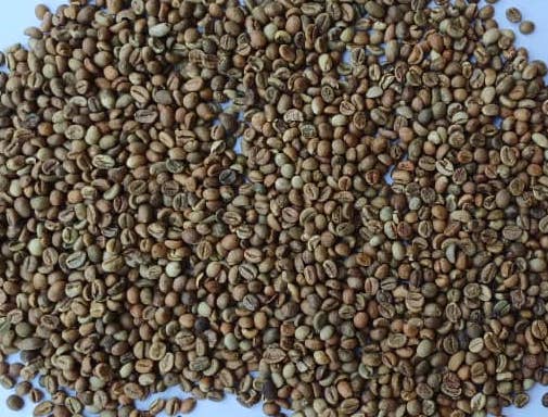 Robusta Screen 12