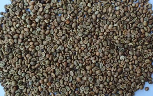 Robusta Screen 15
